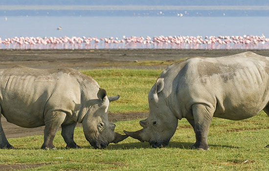 Lake Nakuru