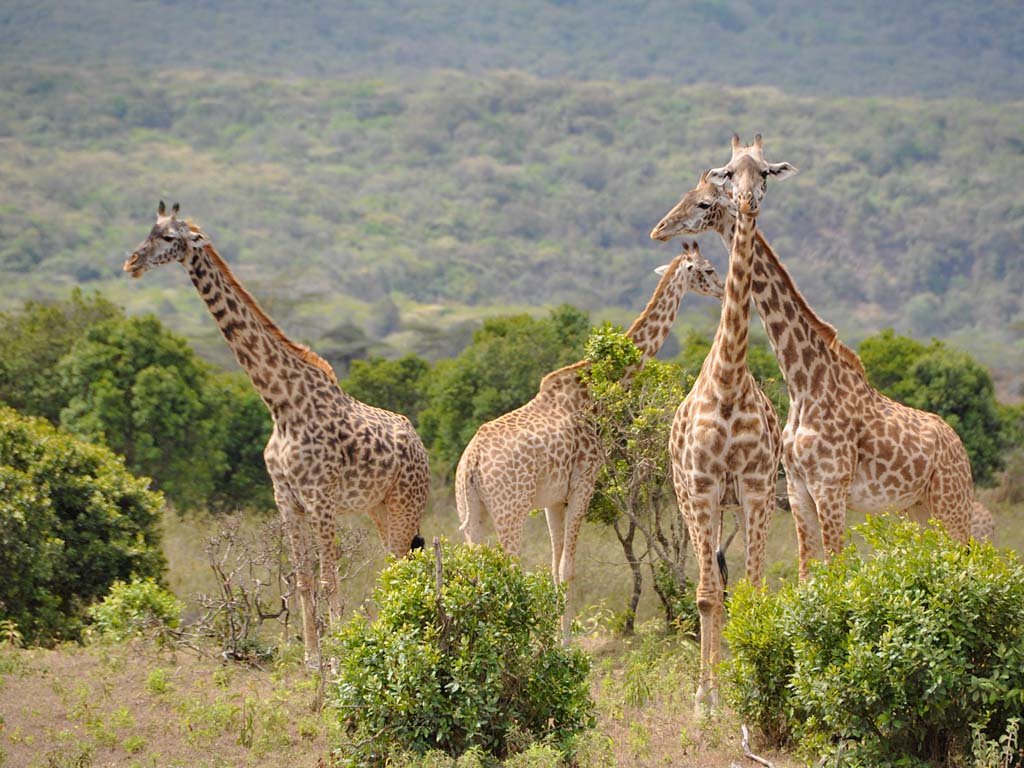 Arusha National Park