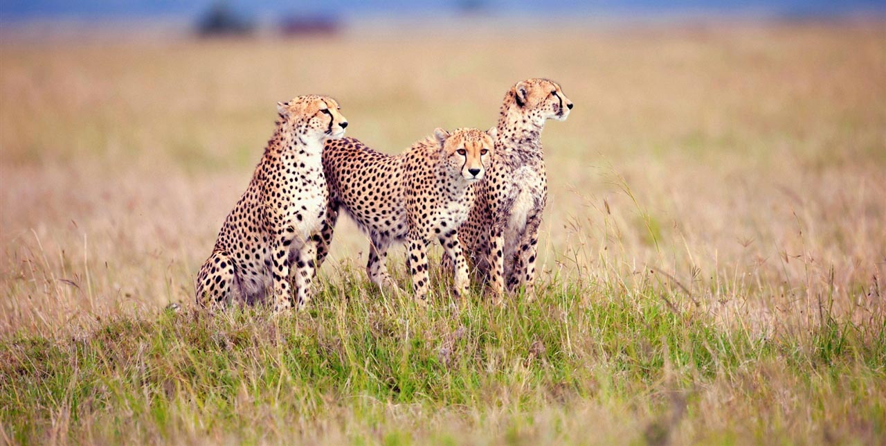 Serengeti