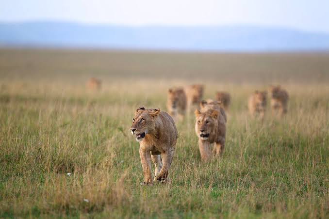 Maasai Mara