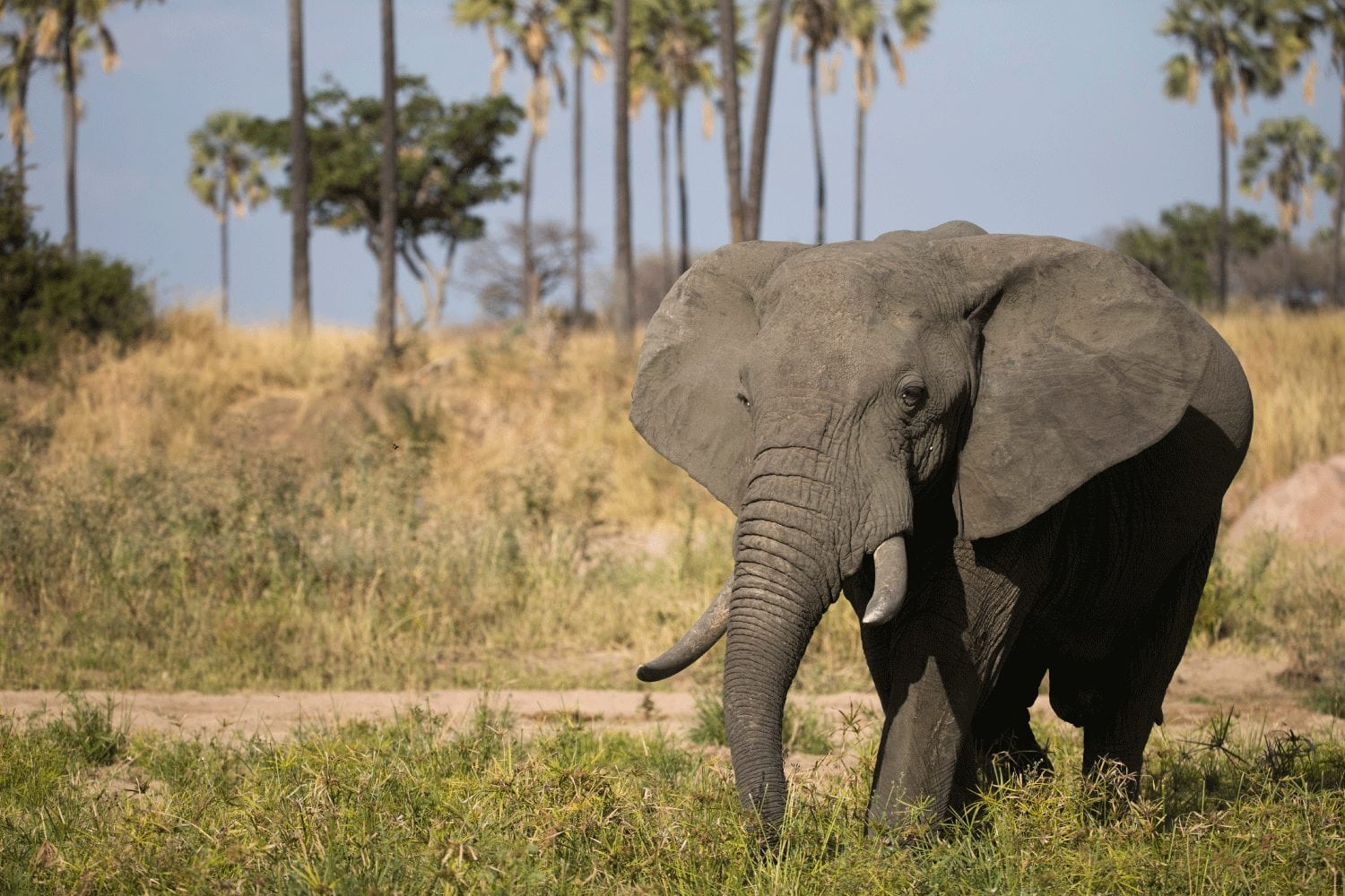 Ruaha National Park
